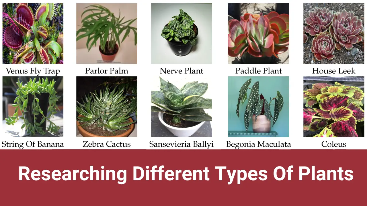 Researching Different Types Of Plants: