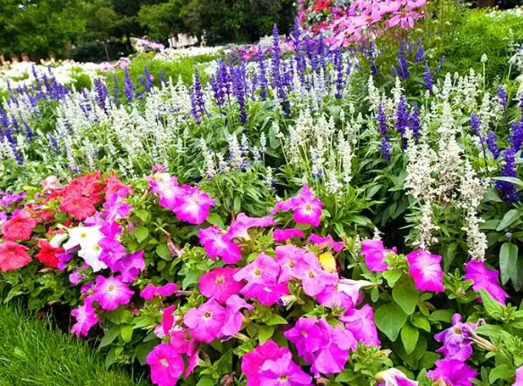 Flower Bed Planting Services For Vibrant Garden